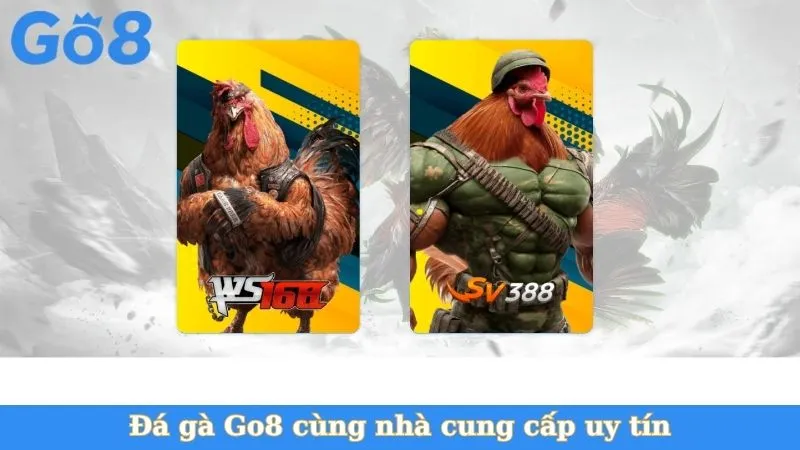Đá gà Go8 cùng nhà cung cấp uy tín